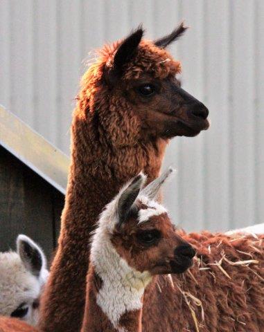 alpaca to hoved