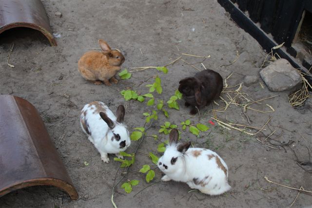 kaniner bgeblade
